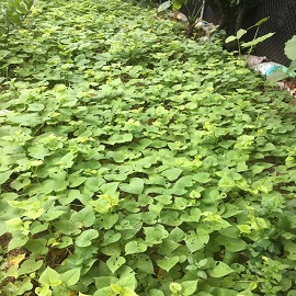 番薯，菜園區(qū)的番薯?yè)Q成這一張.jpg