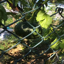 南瓜，菜園區(qū)的兩張南瓜圖片，第一張不要了，第二張放第一，這張放第二.jpg