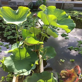 荷花2，魚塘區(qū)兩張荷花中第一張刪掉，第二張變第一張，這張是第二張.jpg