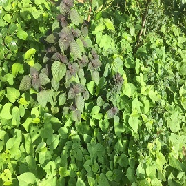 紫蘇，菜園區(qū).jpg